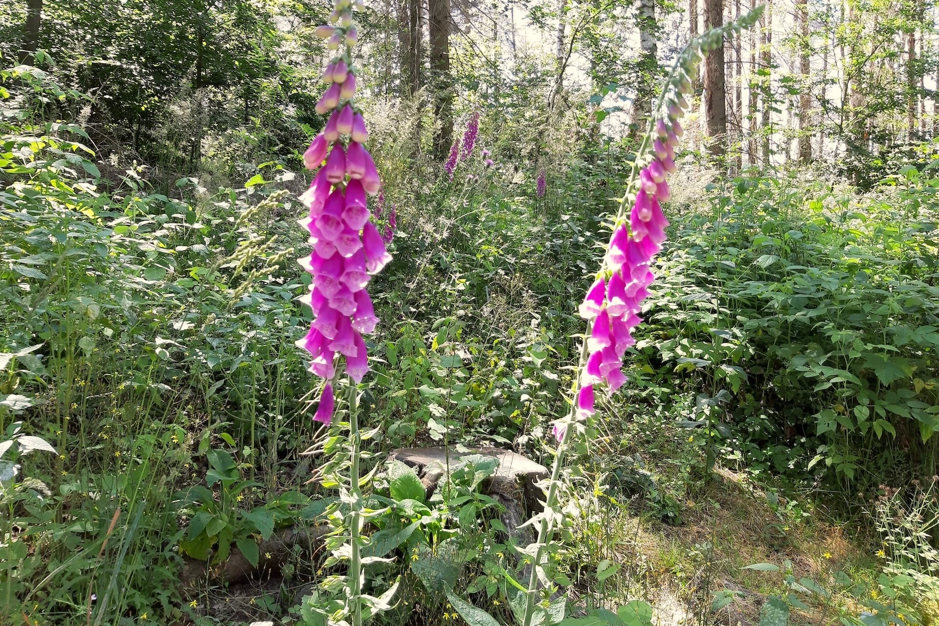 Fingerhut in Hohegeiß beim Urlaub in Hohegeiß