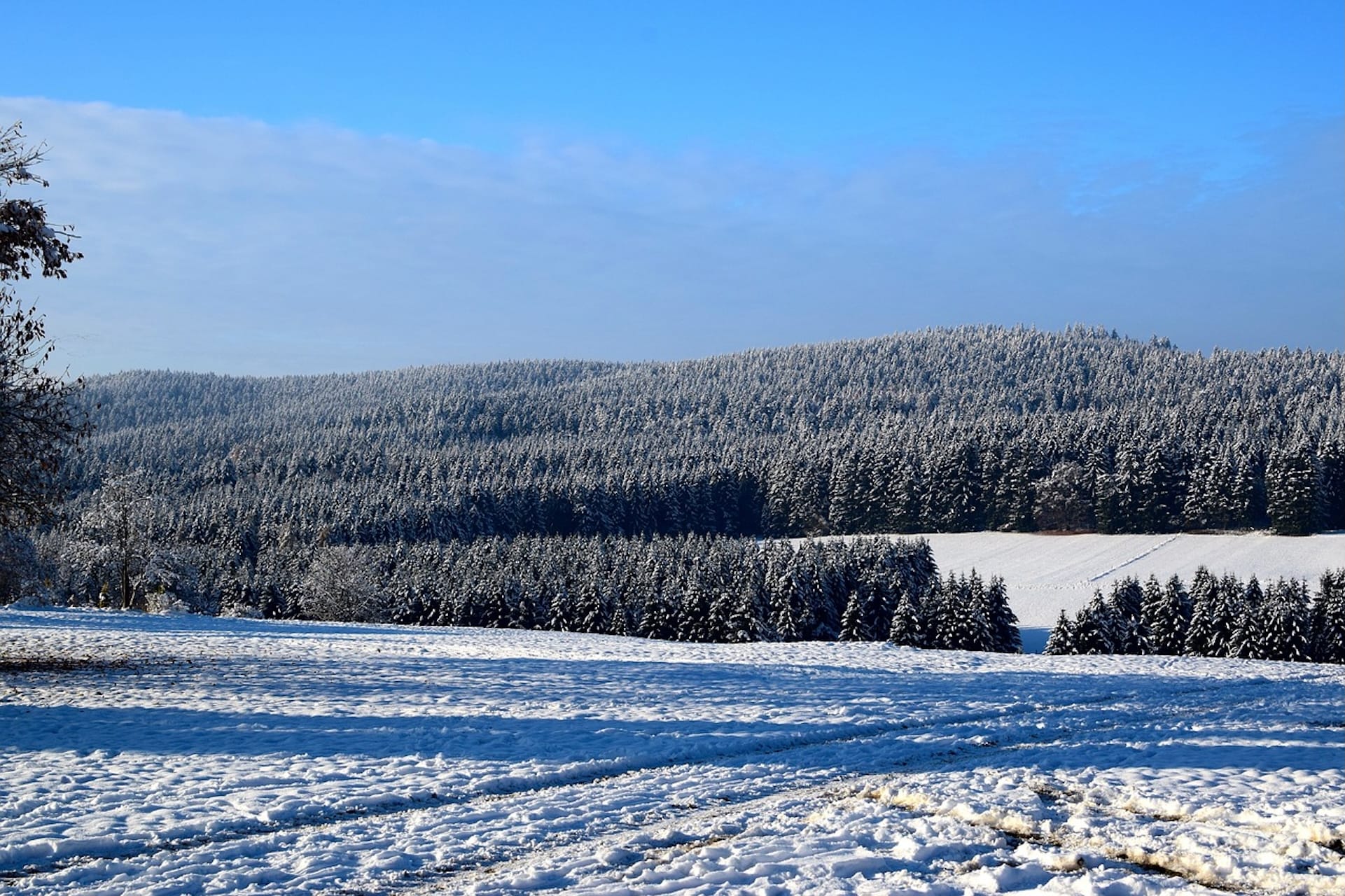 Wälder im Harz im Winter beim Urlaub in Hohegeiß