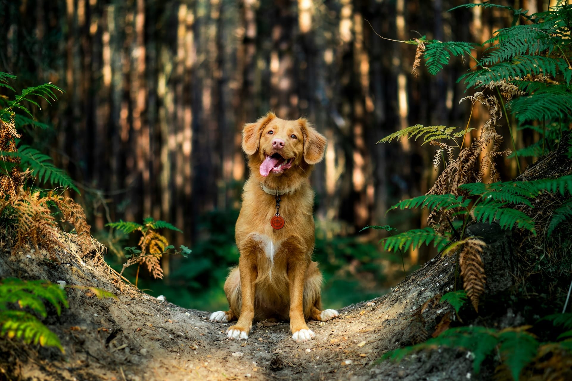 Urlaub mit Hund in Hohegeiß